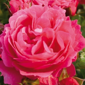 Moin Moin ® - trandafiri - www.ioanarose.ro